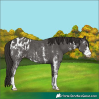 Horse Color:Liver Chestnut Sabino Appaloosa