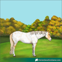 Horse Color:Palomino Sabino Appaloosa 