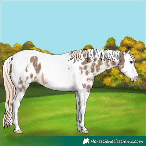 Horse Color:Chocolate Palomino Sabino Splash Tobiano Near Leopard 