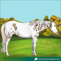 Horse Color:Chocolate Palomino Sabino Splash Tobiano Near Leopard