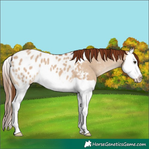 Horse Color:Red Dun Splash Blanket