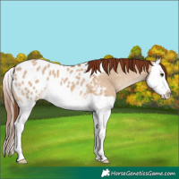 Horse Color:Red Dun Splash Blanket
