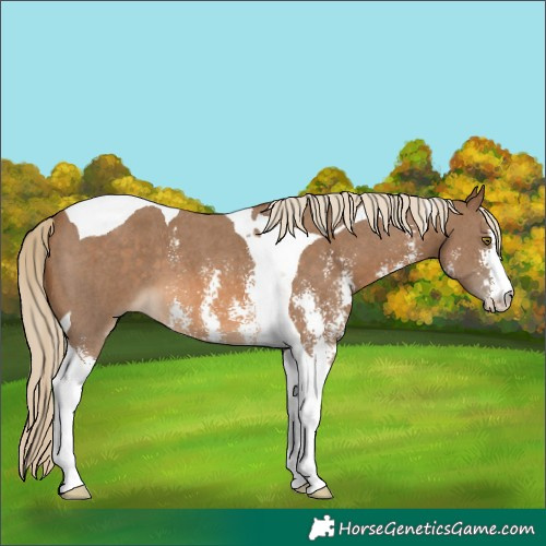 Horse Color:Chocolate Palomino Sabino Tobiano