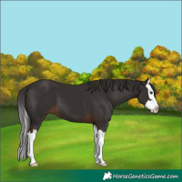 Horse Color:Liver Chestnut Splash