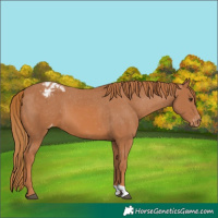 Horse Color:Chestnut Varnish