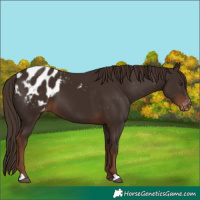 Horse Color:Liver Chestnut Blanket