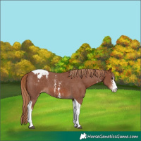 Horse Color:Chestnut Sabino Tobiano Varnish