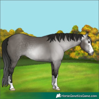 Horse Color:Gray Grullo
