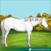 Horse Color:Liver Chestnut Sabino Splash Appaloosa