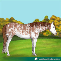 Horse Color:Chestnut Sabino Splash Varnish