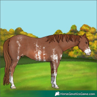 Horse Color:Chestnut Sabino Appaloosa 