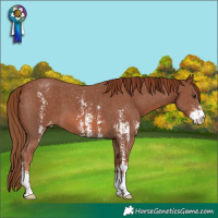 Horse Color:Chestnut Sabino Appaloosa