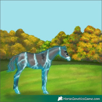 Horse Color:Thunderstruck Smoky Grullo Appaloosa 