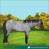 Horse Color:Brown Roan