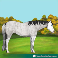 Horse Color:Brown Roan Dun Splash