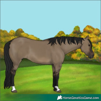 Horse Color:Gray Brown Dun 