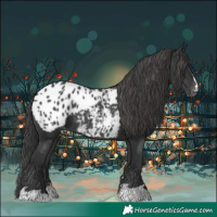Horse Color:Black Blanket Rabicano 
