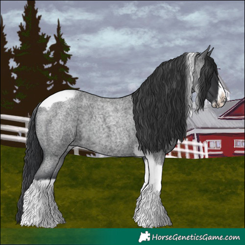 Horse Color:Blue Roan Tobiano Frame 