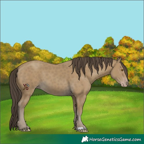 Horse Color:Unknown 