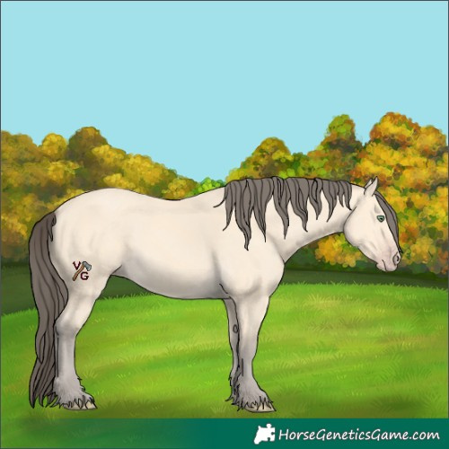 Horse Color:Unknown 