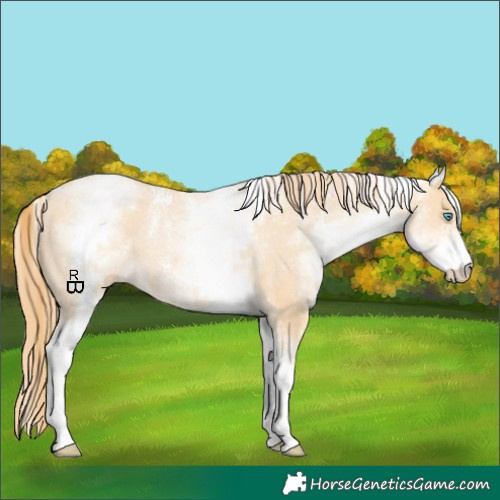 Horse Color:Powder White White Spotted Buckskin Pearl Rabicano 