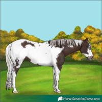 Horse Color:Silver Brown Tobiano Frame Rabicano 