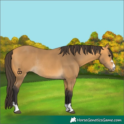 Horse Color:Buckskin Rabicano 