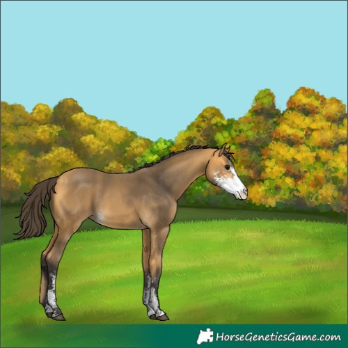 Horse Color:Buckskin Sabino 