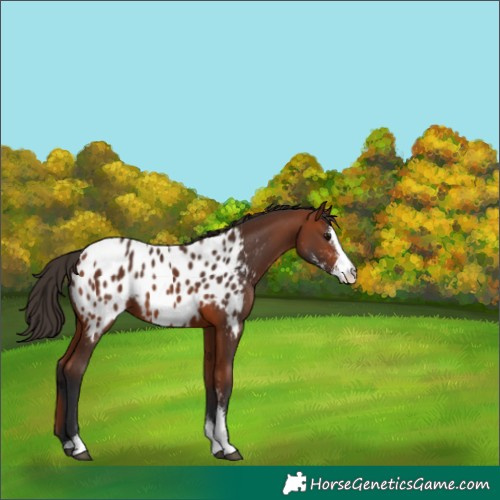 Horse Color:Bay Sabino Appaloosa 