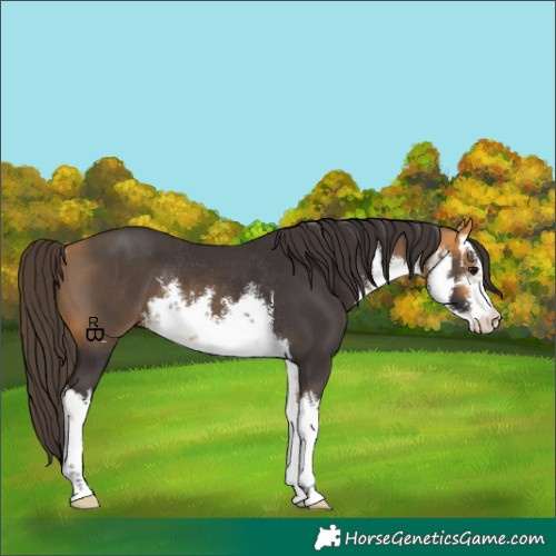Horse Color:White Spotted Buckskin Rabicano 