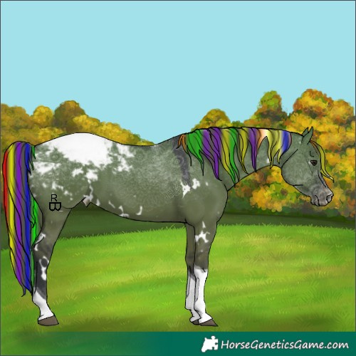 Horse Color:Painted White Spotted Grullo Tobiano Appaloosa