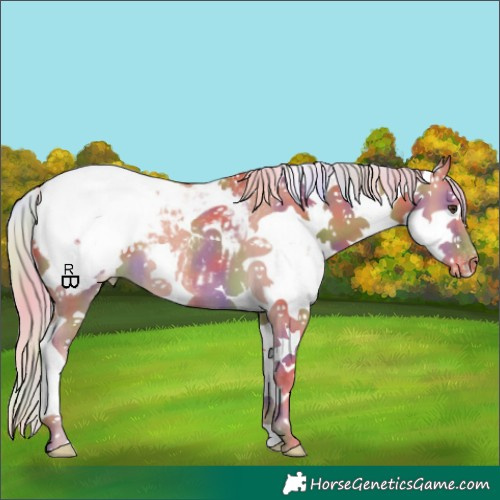Horse Color:Nacre Palomino Sabino Splash Appaloosa