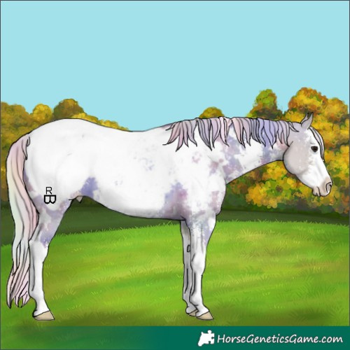 Horse Color:Nacre White Spotted Silver Smoky Grullo Sabino Splash Appaloosa 