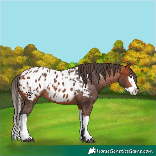 Horse Color:Bay Appaloosa and Bay Splash Appaloosa