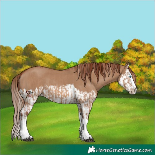 Horse Color:Red Dun Splash  and Red Dun Splash 