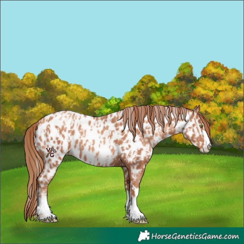 Horse Color:Gold Champagne Appaloosa  and Gold Champagne Appaloosa 