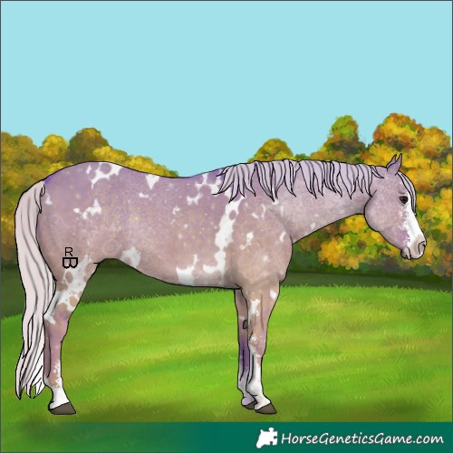 Horse Color:Watercolor White Spotted Silver Grullo Sabino