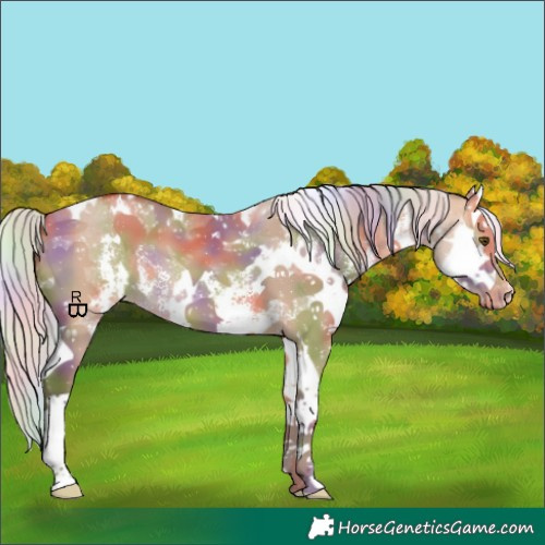 Horse Color:Nacre White Spotted Silver Bay Dun Sabino Splash Appaloosa