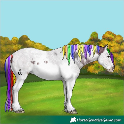 Horse Color:Painted Bay Sabino Splash Tobiano Appaloosa 