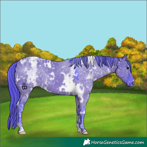 Horse Color:Watercolor White Spotted Smoky Grullo Appaloosa