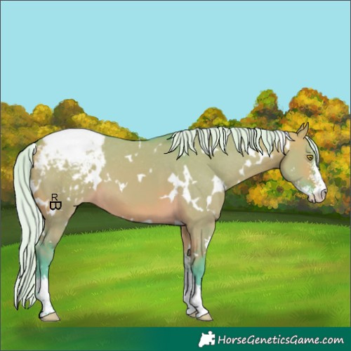 Horse Color:Watercolor White Spotted Silver Buckskin Dun Sabino Appaloosa 