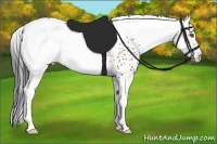 Horse Color:White Spotted Bay 