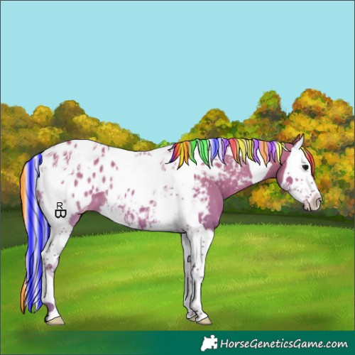 Horse Color:Painted Silver Grullo Splash Tobiano Appaloosa