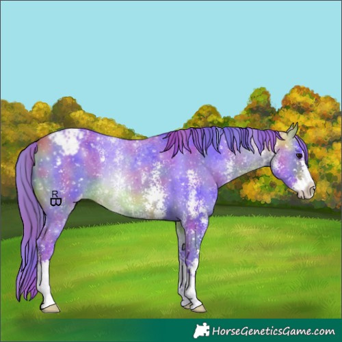 Horse Color:Nacre Watercolor Buckskin Sabino Appaloosa 