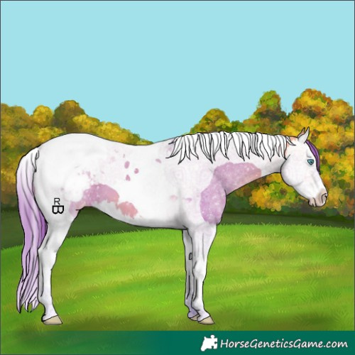 Horse Color:Watercolor Buckskin Dun Splash Tobiano Appaloosa 