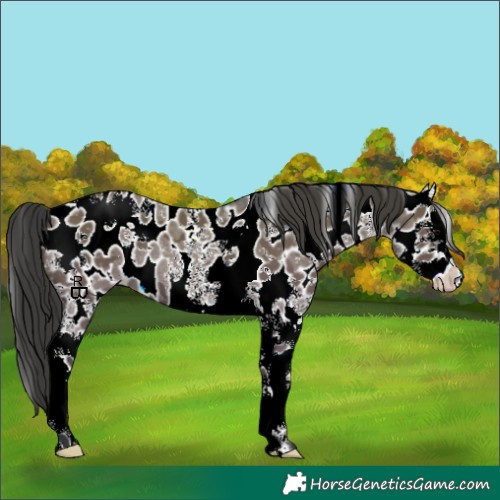 Horse Color:White Spotted Grullo Sabino Splash Appaloosa 