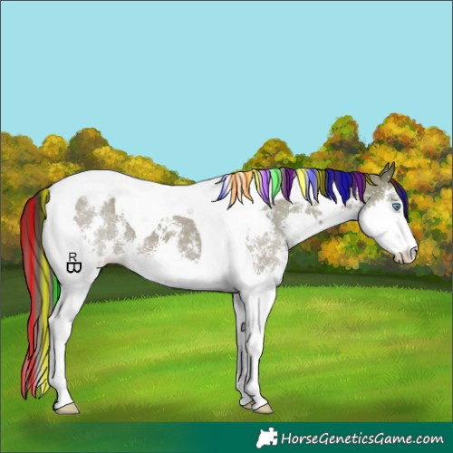 Horse Color:Painted Liver Red Dun Sabino Splash Tobiano Appaloosa 