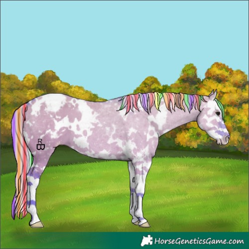 Horse Color:Painted Watercolor White Spotted Silver Grullo Sabino Splash Appaloosa 