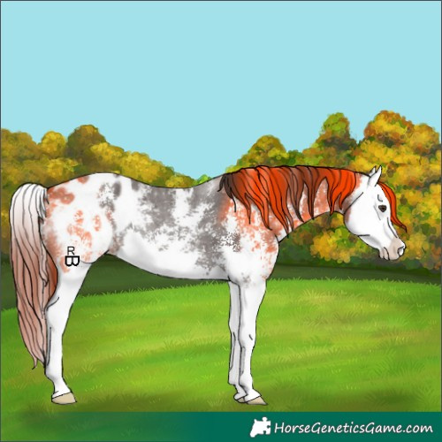 Horse Color:Liver Chestnut Sabino Splash Appaloosa