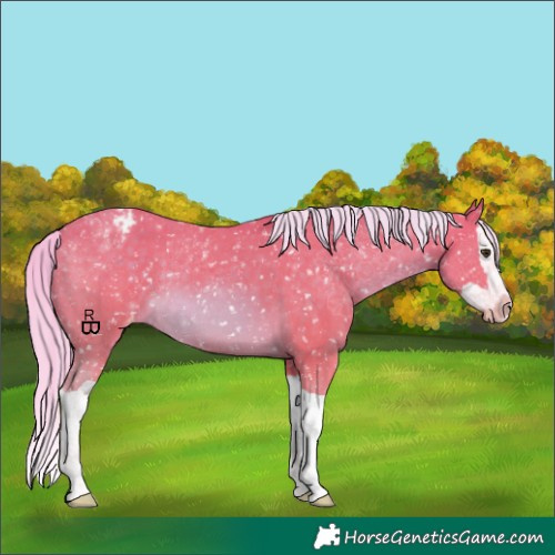 Horse Color:Watercolor Chocolate Palomino Splash Appaloosa 